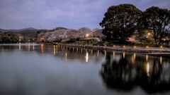 倉敷市酒津公園の夜桜