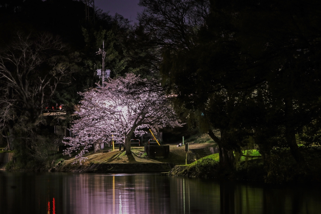 夜の桜