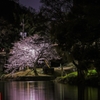 夜の桜