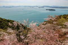 桜と瀬戸大橋遠景