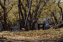 ピークを過ぎた蝋梅です！