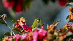 花に囲まれたメジロさん！