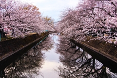 地域の桜並木です！