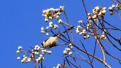 エナガちゃん！！