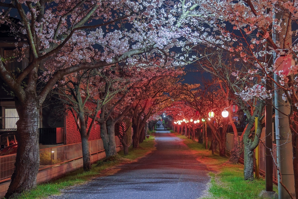 廃線跡の桜並木（夜）