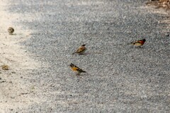 道路の野鳥