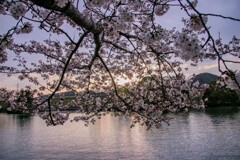 倉敷市酒津公園の夕日と桜