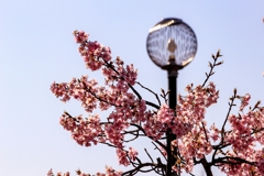 河津桜まだ咲いてました。