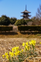 五重塔と黄水仙です！