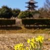 五重塔と黄水仙です！