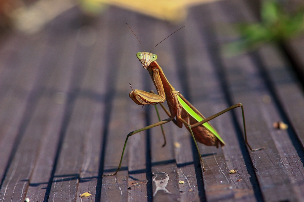 カマキリさんのポートレート