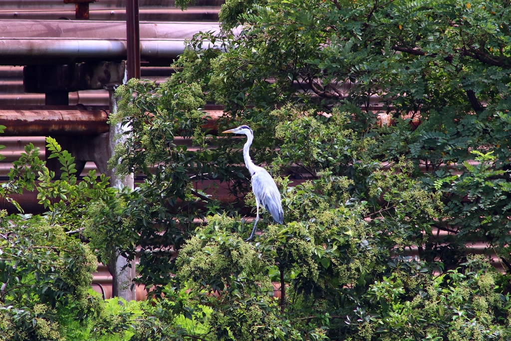 遊水池の水鳥 (鷺) ③