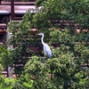 遊水池の水鳥 (鷺) ③