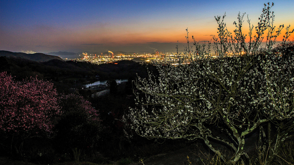 梅と工場夕景