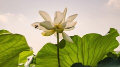 レンコンの花です！