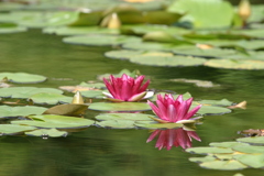 睡蓮　水鏡　花　IMG_0875