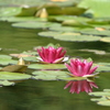 睡蓮　水鏡　花　IMG_0875