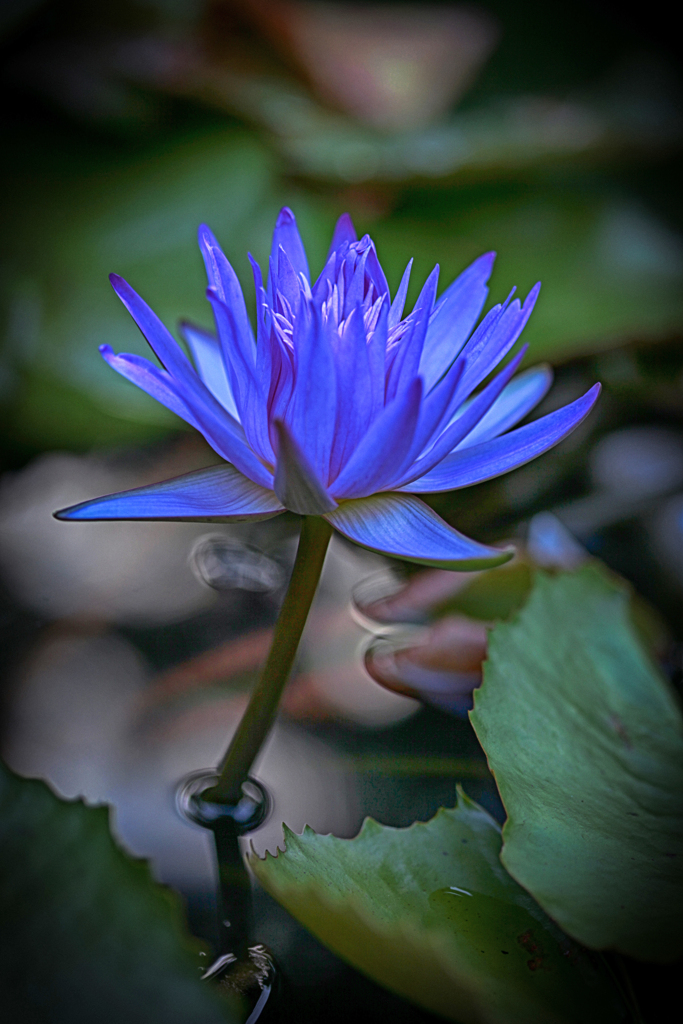 睡蓮　花　小路いろは　IMG_0440a