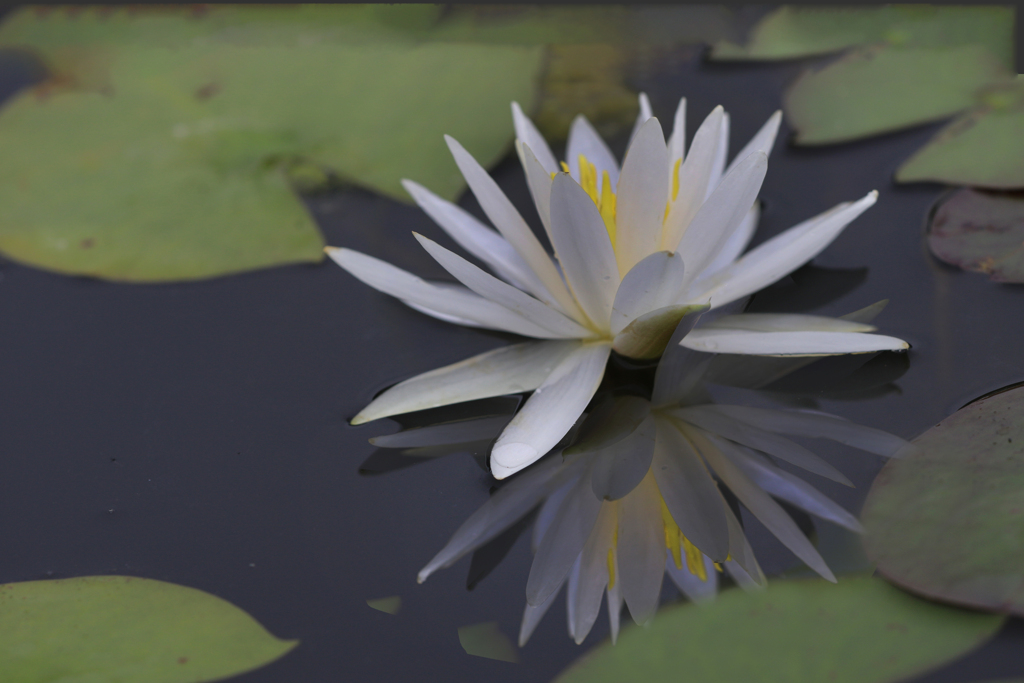 睡蓮　花　小路いろは　5A6A9020a