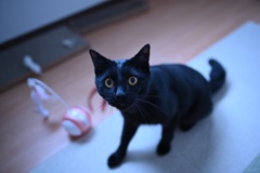 くろねこ