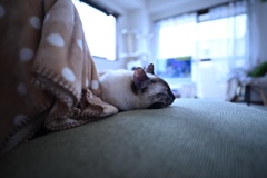 まどろみ
