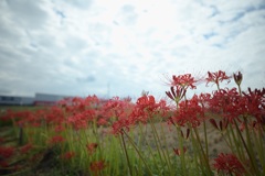 曼珠沙華
