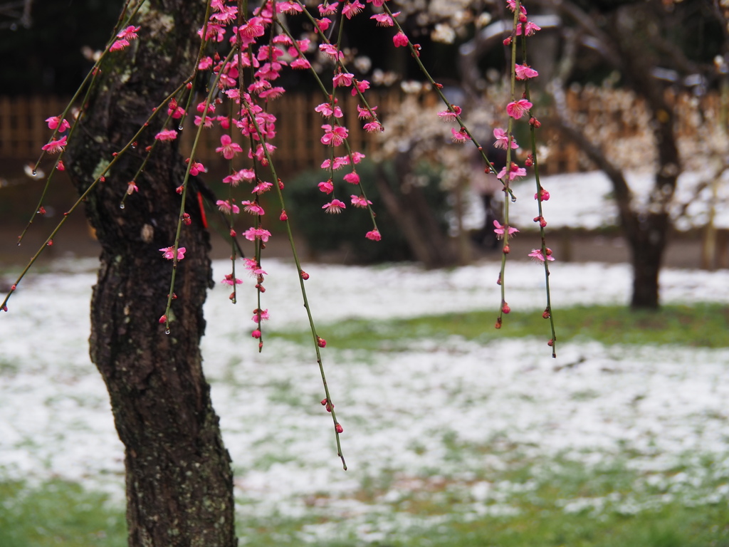 淡雪