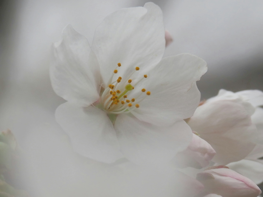 花曇り