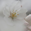 花曇り