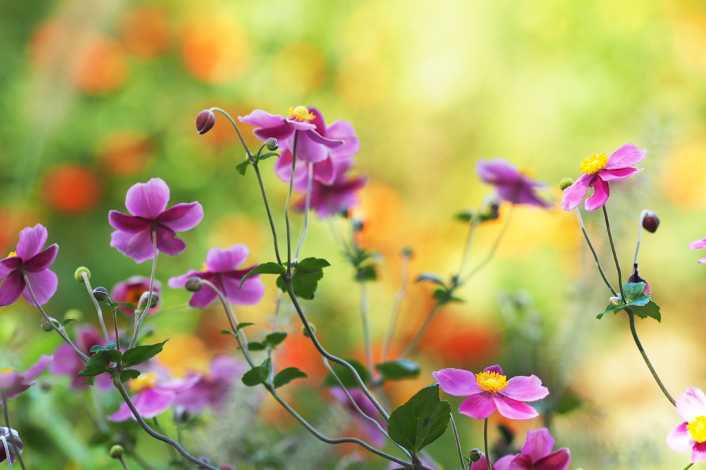 秋の花散歩