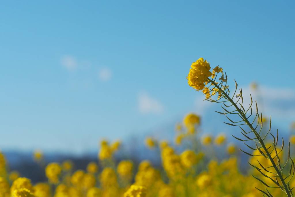 Blue＆Yellow