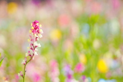 Spring Flower Garden