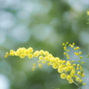SPRING　YELLOW