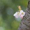 胴咲きサクラ