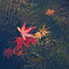水紅葉