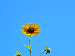 夏空