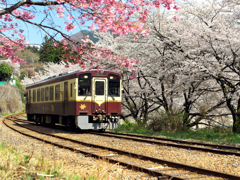 桜と鉄道