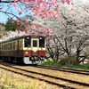 桜と鉄道