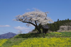 小沢の桜