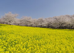 菜の花と桜