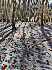 雪のブナ林