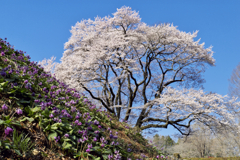 カタクリと桜