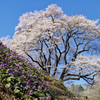 カタクリと桜