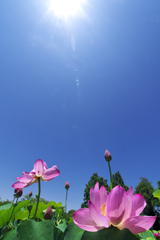 青空に向って