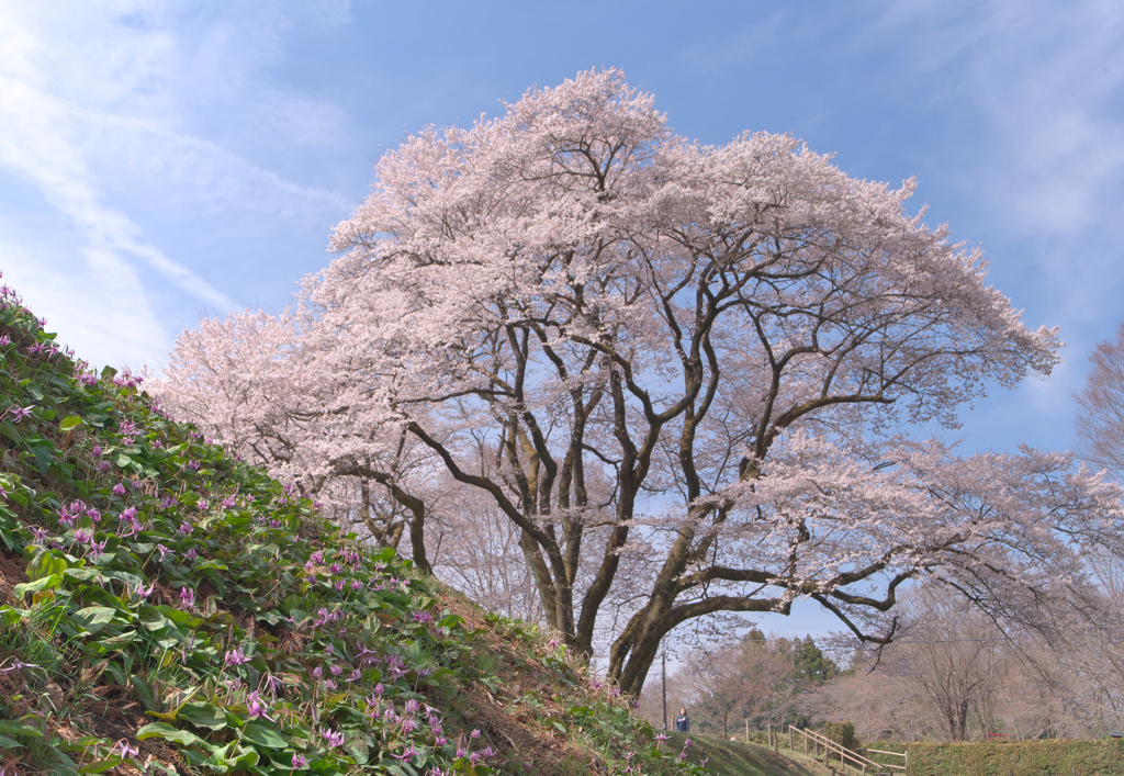 かたくりと桜