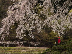 しだれ桜とお地蔵さん