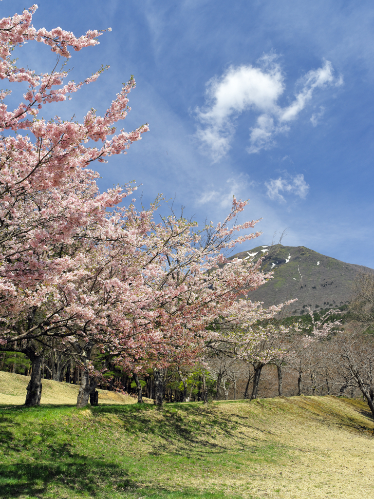 磐梯山と桜