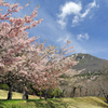 磐梯山と桜