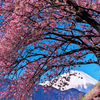 河津桜と富士