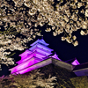 夜桜鶴ヶ城
